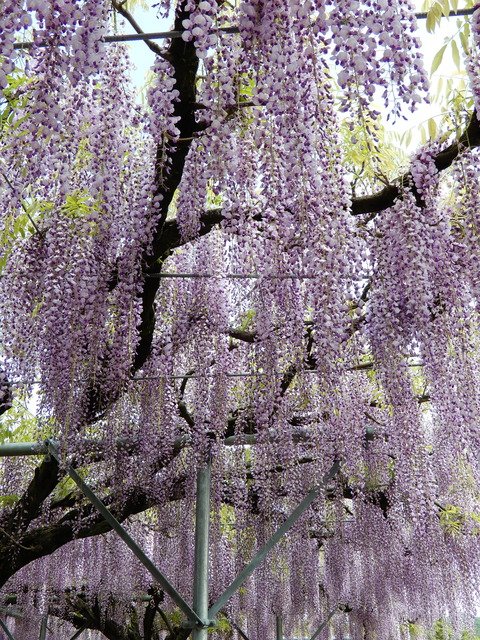 DSCN4406