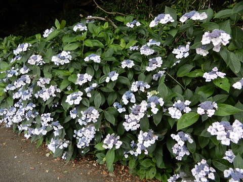 DSCN5753