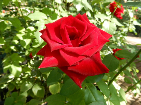 DSCN4936