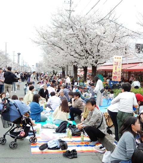 桜２
