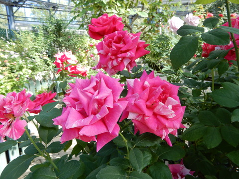 DSCN4931