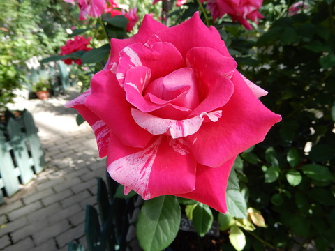DSCN4932