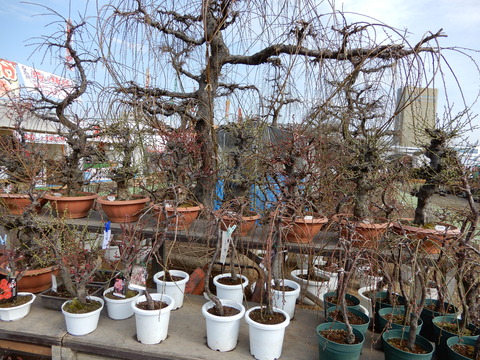 DSCN6653