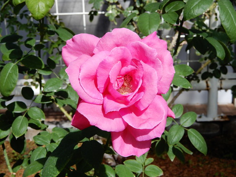DSCN7633