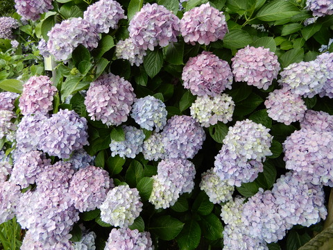 DSCN5772