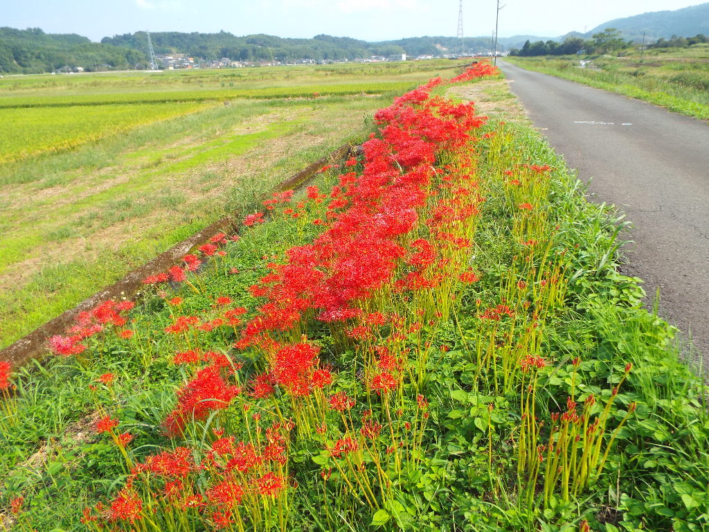 イメージ 5