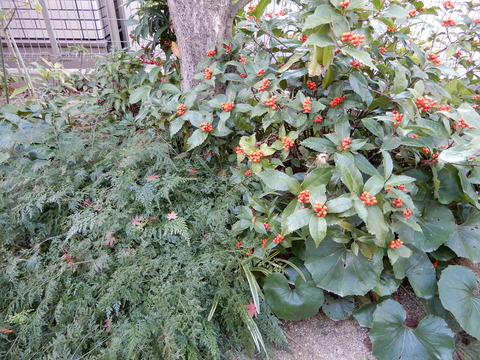 DSCN3913
