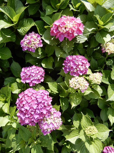 DSCN5745