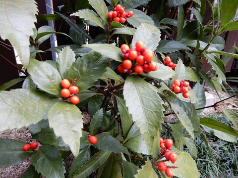 DSCN5157