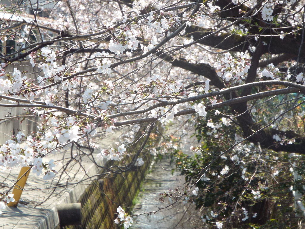 イメージ 9