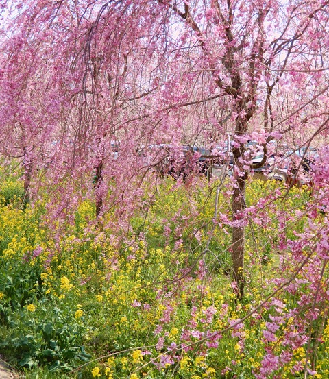 桜２