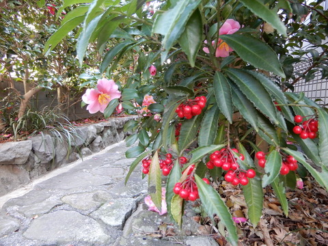 DSCN8138