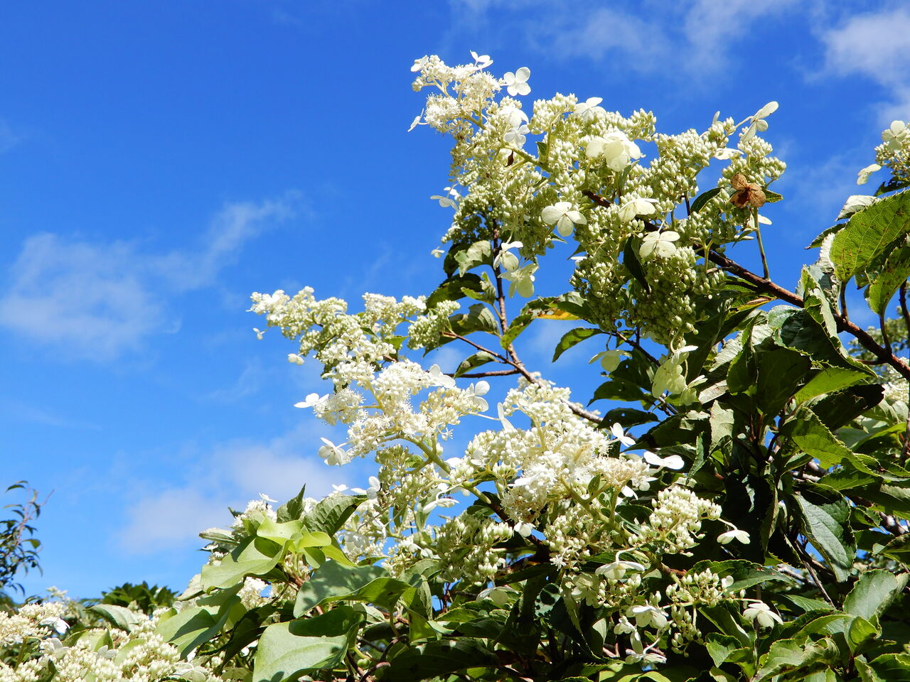 卯の花 山中人独語