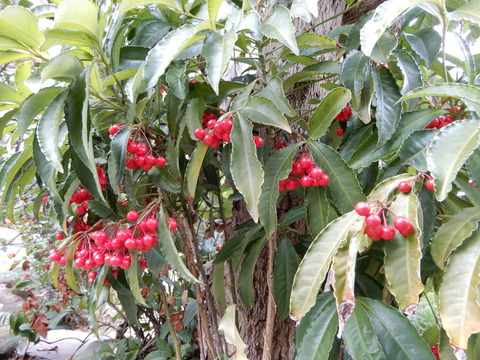 DSCN5159
