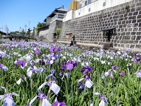 DSCN8587
