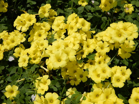 DSCN3746