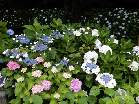 DSCN5774