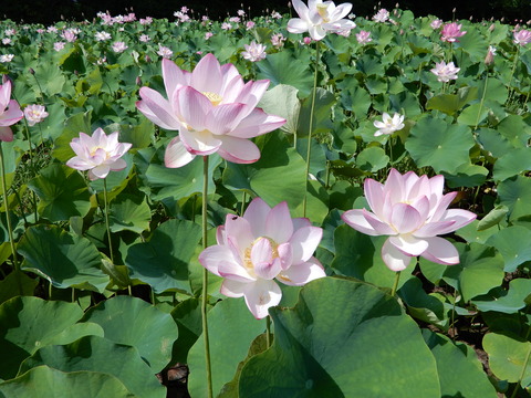 DSCN5832
