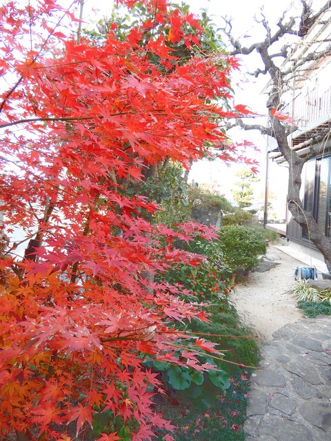 紅葉