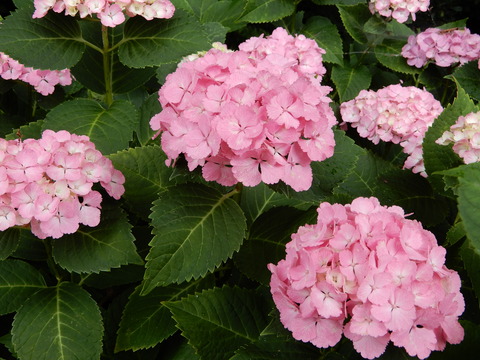 DSCN5801