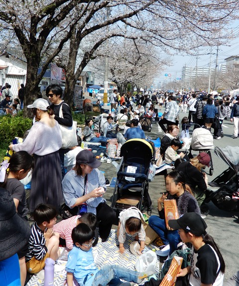 桜祭り２