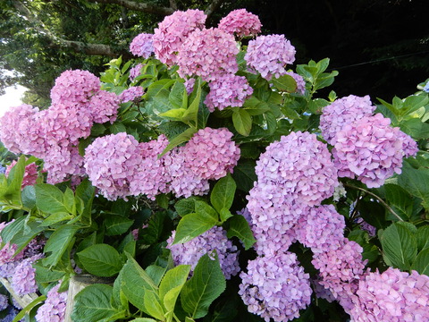DSCN9811