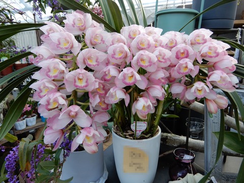 植木祭り３