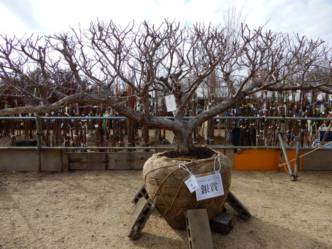 DSCN5196