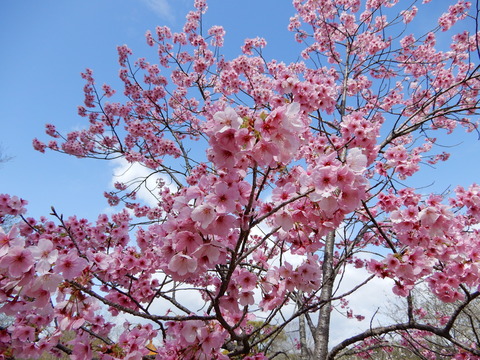 DSCN5316