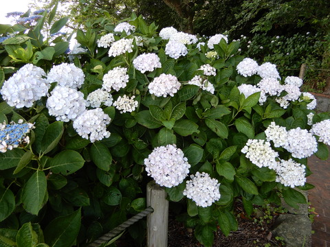 DSCN9785