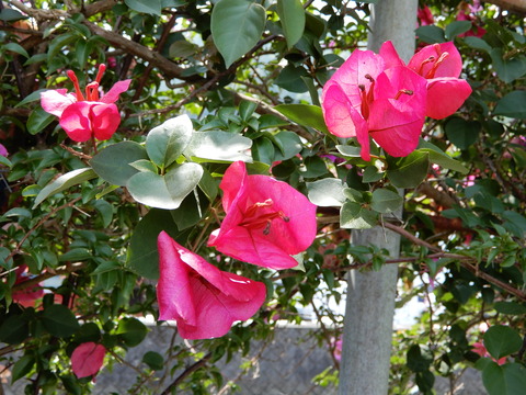 DSCN7401