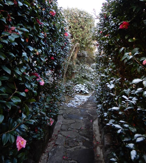 雪