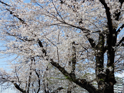 DSCN6846