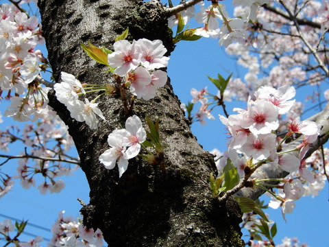 DSCN3733