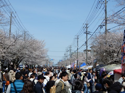 桜祭り３