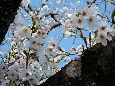 DSCN4216