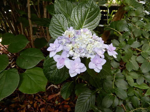 DSCN4533