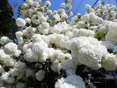DSCN5577
