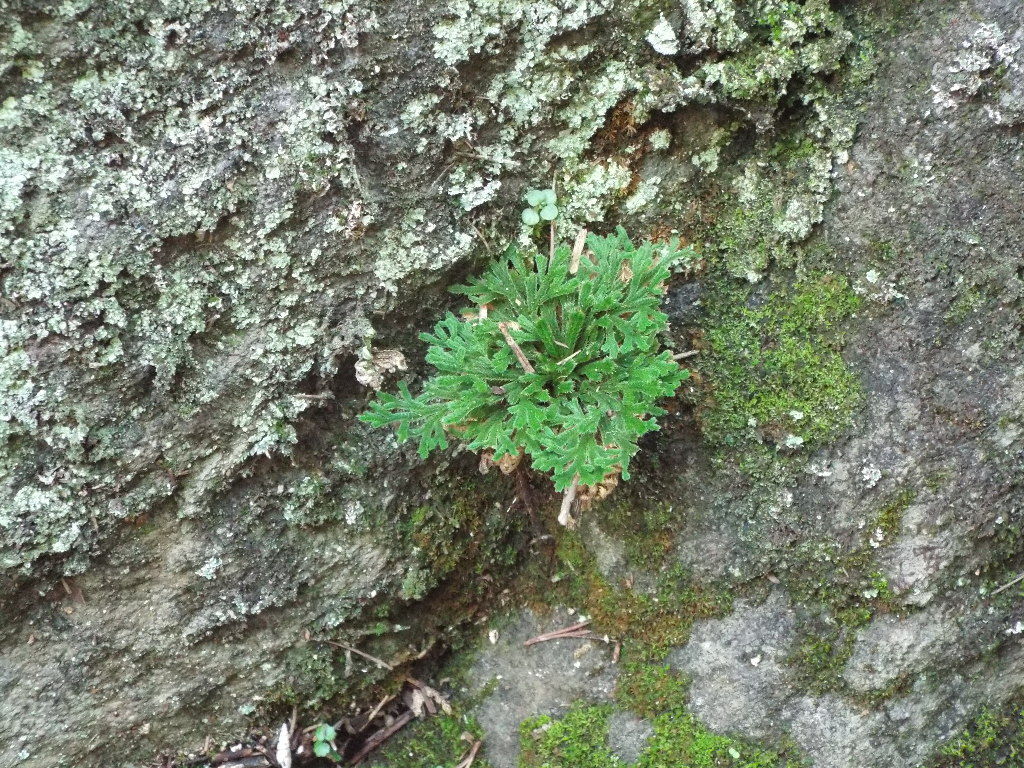 イメージ 6