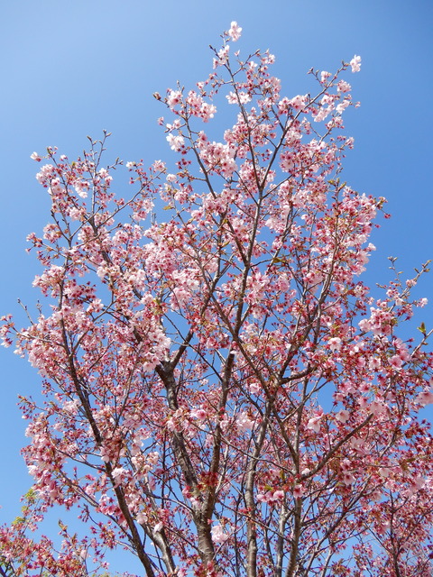 DSCN4266