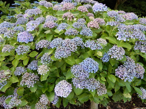 DSCN9776