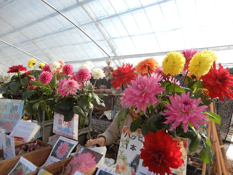 植木祭り３