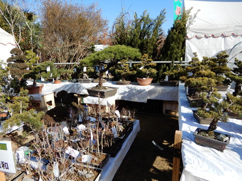 DSCN9171