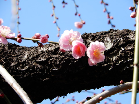 DSCN5203