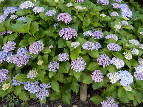 DSCN8689