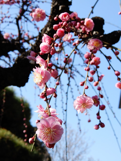 DSCN5202