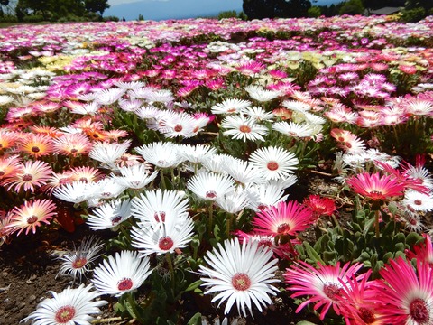 花公園５