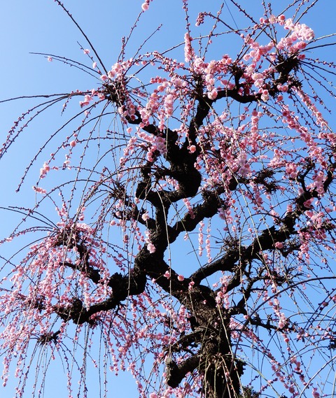紅梅