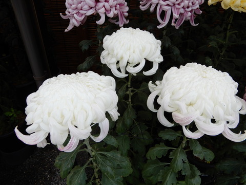 DSCN3293