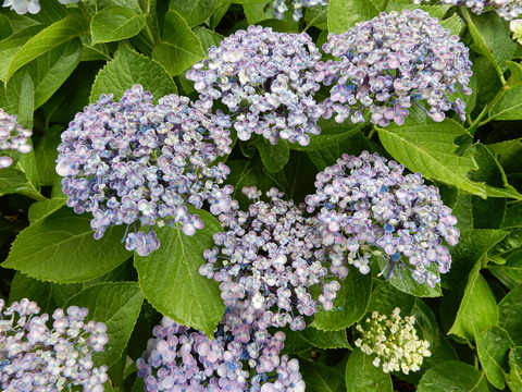 DSCN5795